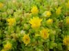 Show product details for Delosperma nubigenum